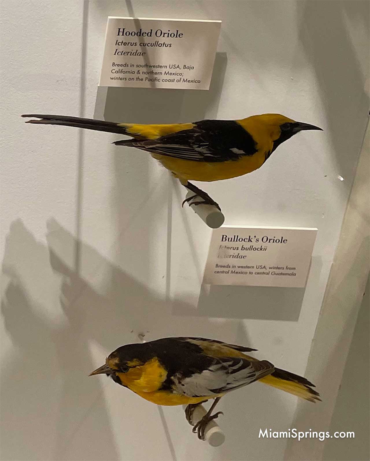 Orioles displayed at the Harvard Museum of Natural History