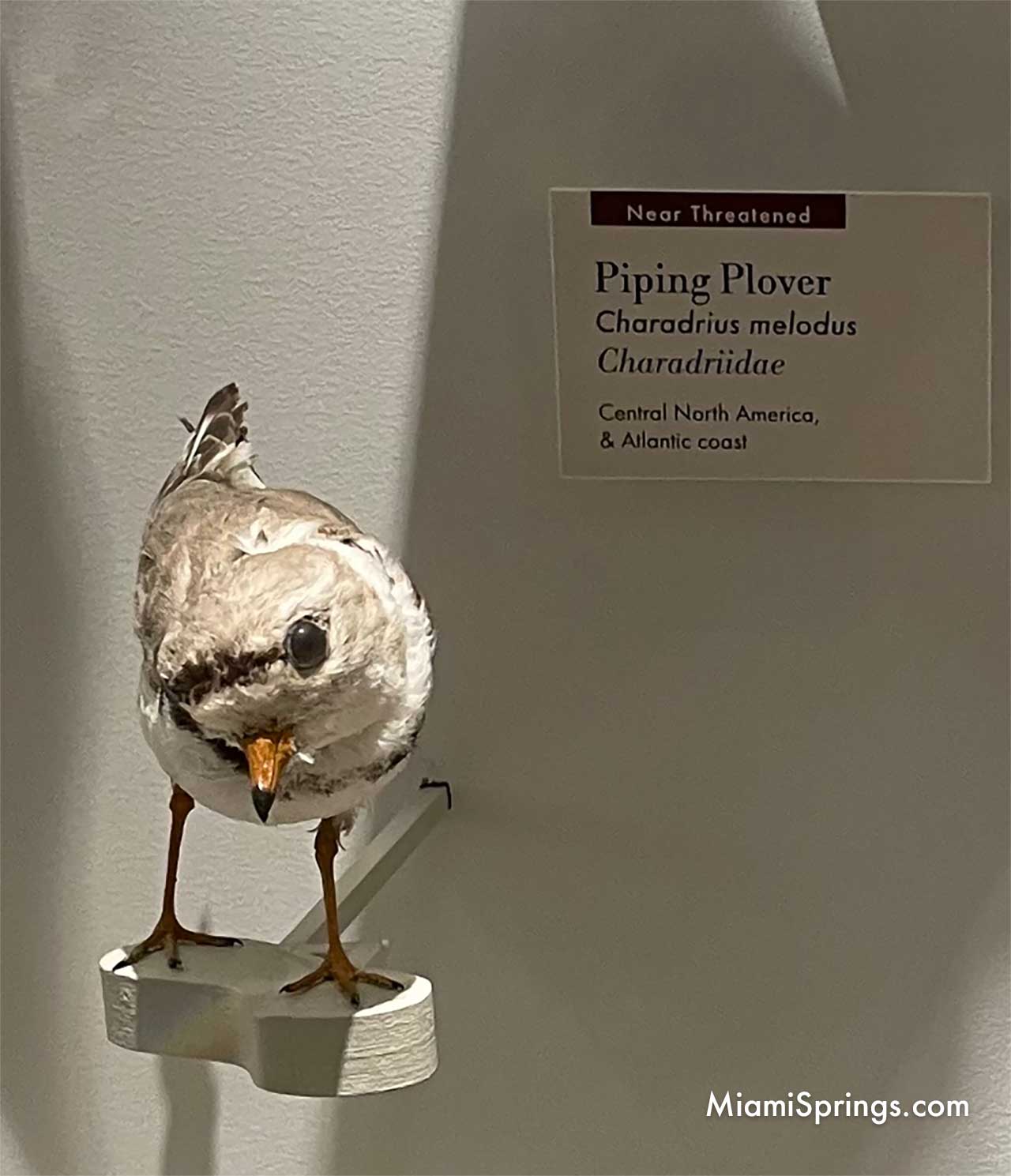 Piping Plover displayed at the Harvard Museum of Natural History