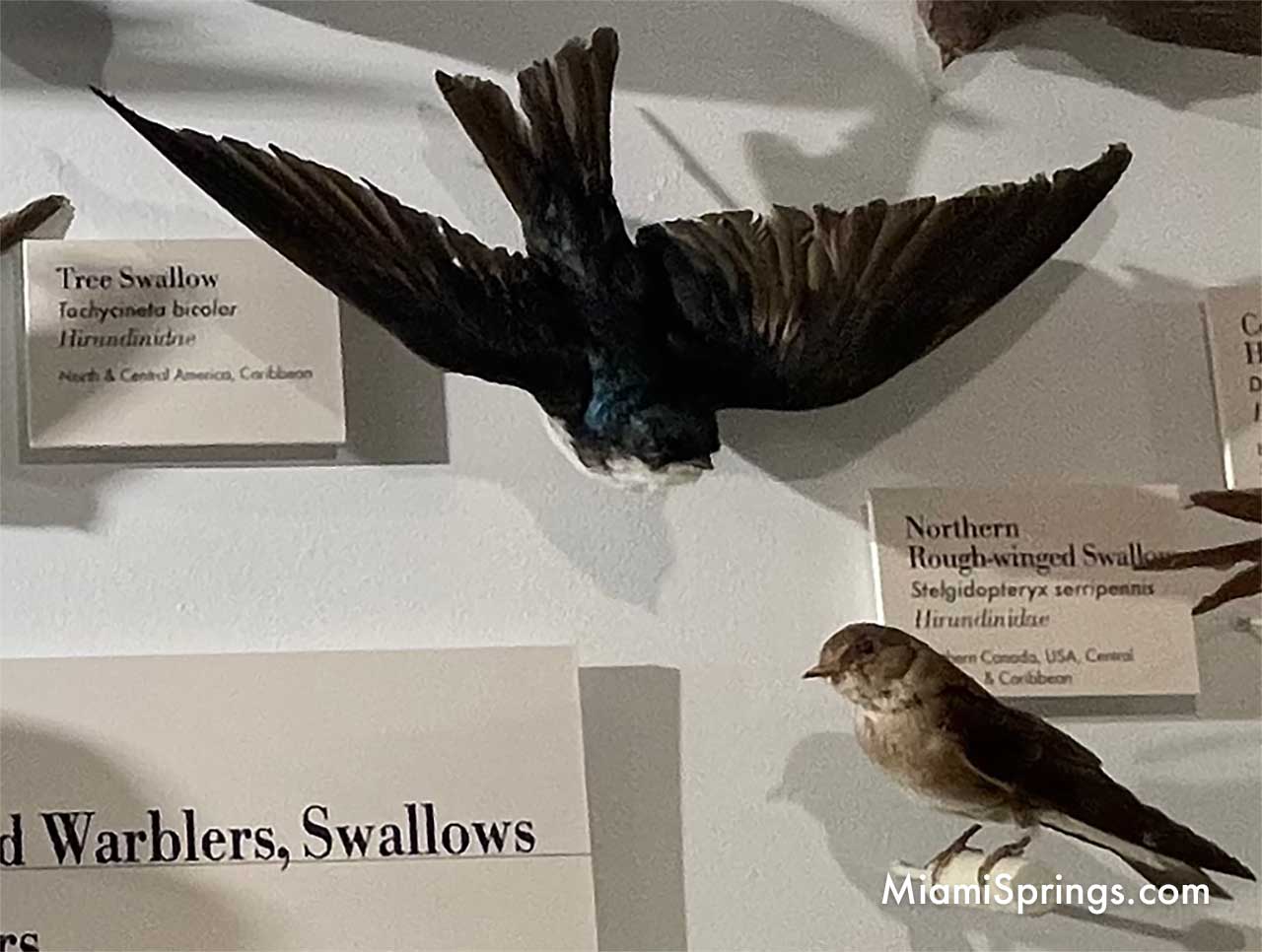 Tree Swallow displayed at the Harvard Museum of Natural History