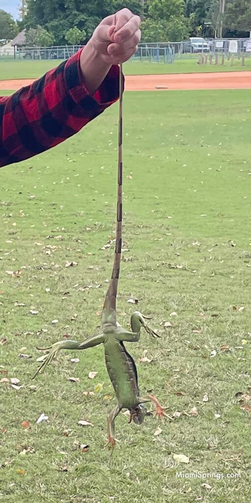 Frozen Iguana in Miami Springs