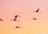 Famous Flamingos Fly to Familiar Refuge Each Night Flamingos flying over Miami Springs, Florida (Photo Credit: MiamiSprings.com)