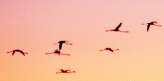 Famous Flamingos Fly to Familiar Refuge Each Night Flamingos flying over Miami Springs, Florida (Photo Credit: MiamiSprings.com)