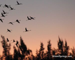 Flamingos flying over Miami Springs, Florida (Photo Credit: MiamiSprings.com)