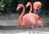 Hialeah Park Racetrack and it’s Flamingos Flamingos