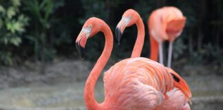 Hialeah Park Racetrack and it’s Flamingos Flamingos