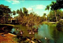 Flamingos in Miami Springs Then & Now by Ken Wilde MIAMI SPRINGS VILLAS LAKE FLAMINGOS SWANS (1)