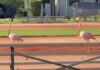 Flock of Flamingos Flee Hialeah Foxes for Miami Springs