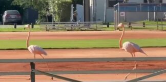 Flock of Flamingos Flee Hialeah Foxes for Miami Springs