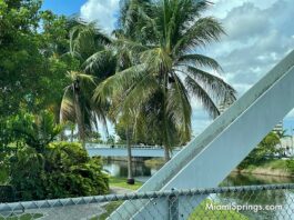 Miami Springs Loses Tree City Designation? Palm Trees along Canal Street and Hook Square