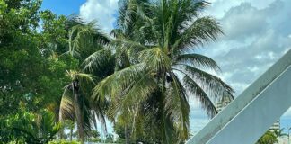 Miami Springs Loses Tree City Designation? Palm Trees along Canal Street and Hook Square