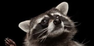 Mating Season Is Upon Us