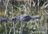 Gator Mating Season is Here American Alligator