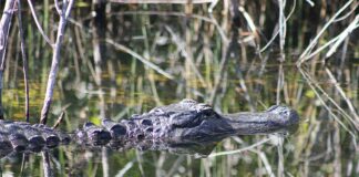 Gator Mating Season is Here American Alligator