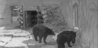 The Bears of Miami Springs