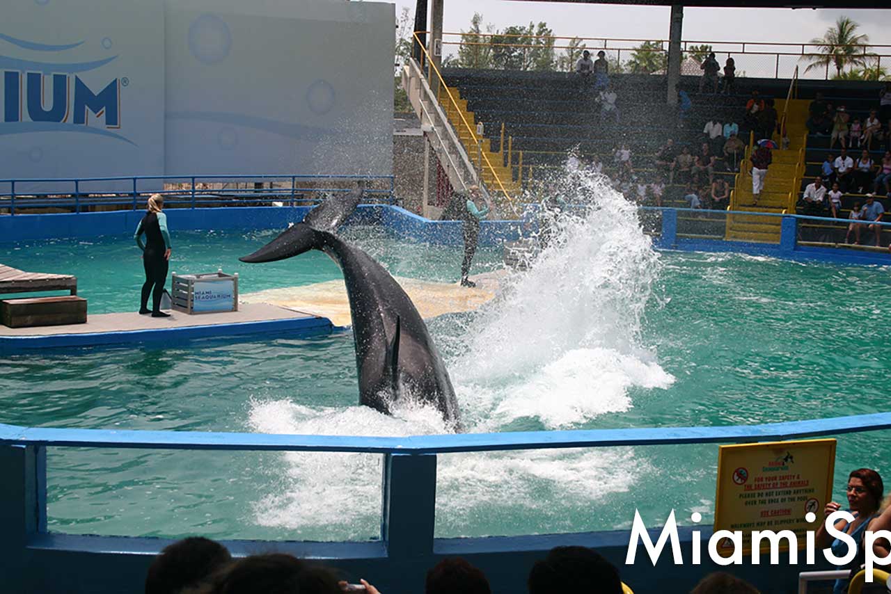 Beloved: Lolita, the Killer Whale, at the Miami Seaquarium