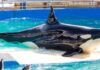 High Rents In Miami Force Lolita, The Killer Whale, To Move