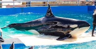 High Rents In Miami Force Lolita, The Killer Whale, To Move