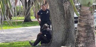 Springs Police Prove they are Prompt and Professional Miami Springs Police responding to a vagrant in the residential bird section.