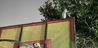 Burrowing Owls in Miami Springs