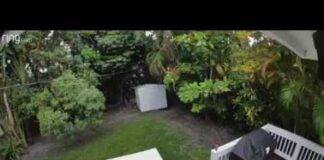 Mango Thief Caught on Camera?