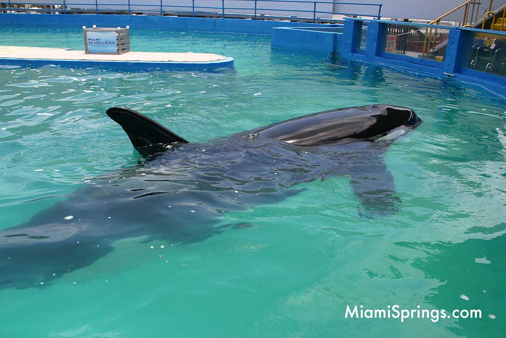 Lolita the Killer Whale at the Miami Seaquarium (Photo Credit: MiamiSprings.com)