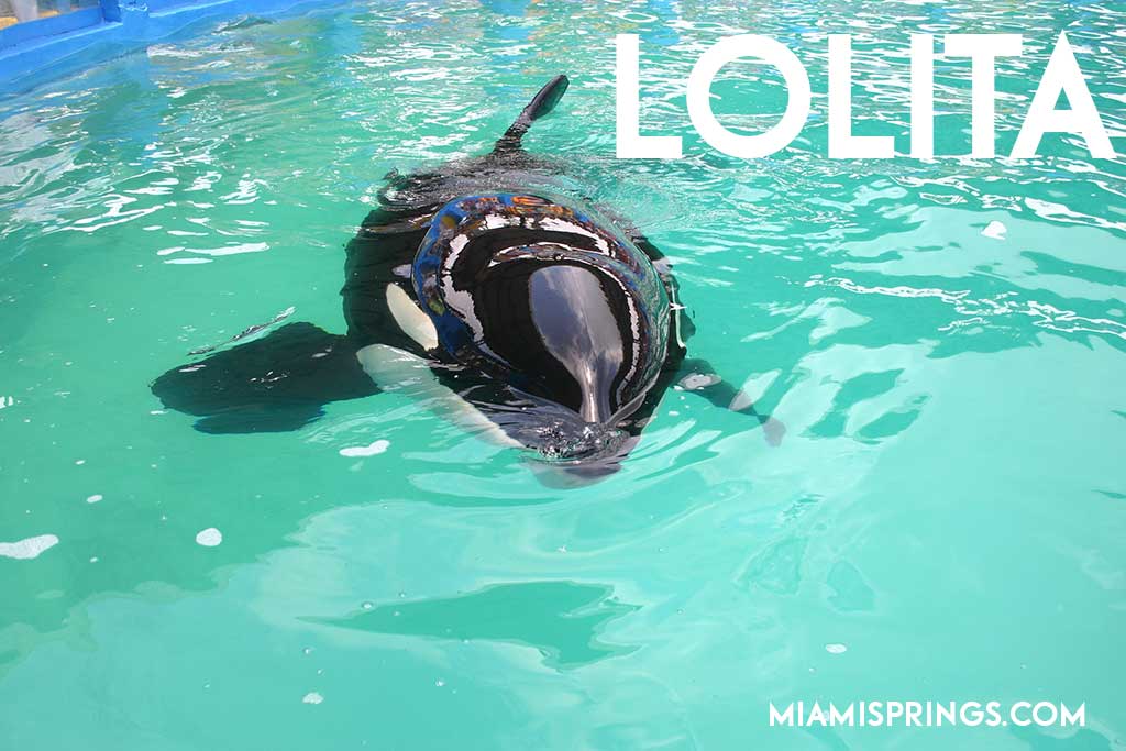Lolita the Killer Whale at the Miami Seaquarium (Photo Credit: MiamiSprings.com)