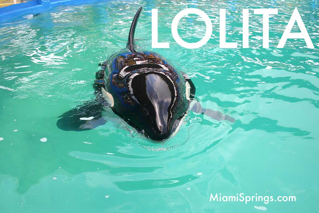 Lolita the Killer Whale at the Miami Seaquarium (Photo Credit:  MiamiSprings.com)