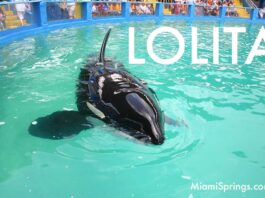 Remembering Lolita the Killer Whale Lolita the Killer Whale at the Miami Seaquarium (Photo Credit: MiamiSprings.com)