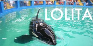 Remembering Lolita the Killer Whale Lolita the Killer Whale at the Miami Seaquarium (Photo Credit: MiamiSprings.com)