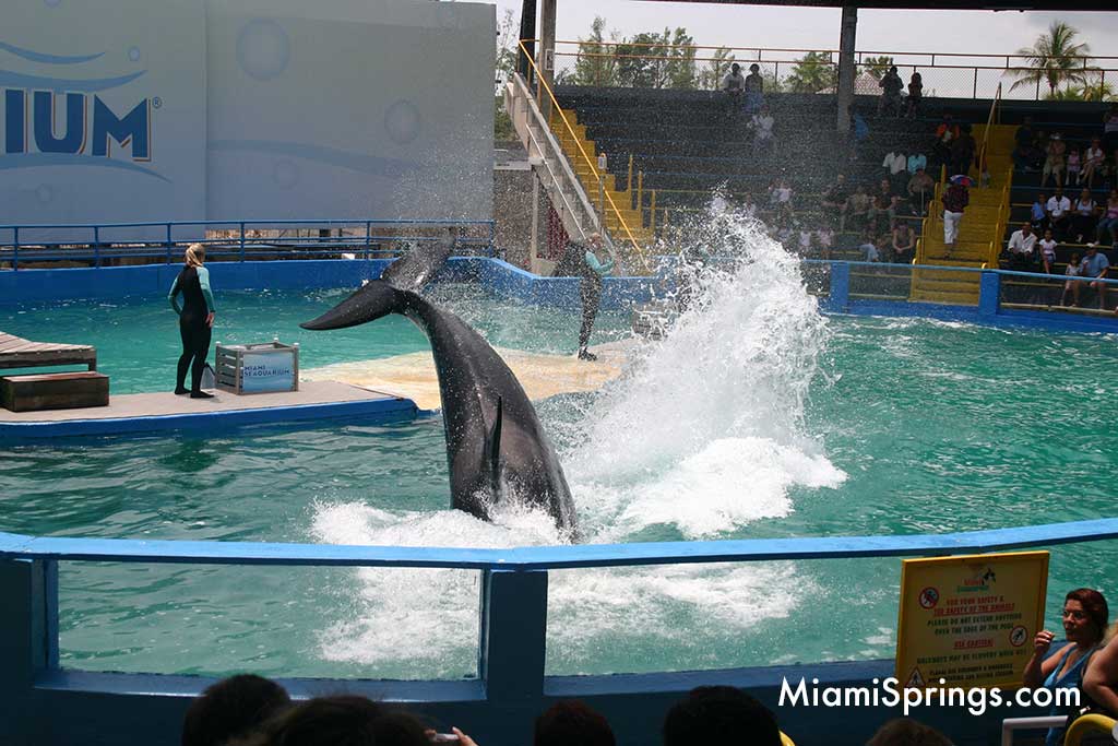 Lolita the Killer Whale at the Miami Seaquarium (Photo Credit:  MiamiSprings.com)