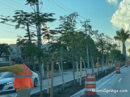 New Royal Poinciana Trees on Royal Poinciana Boulevard