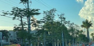 New Royal Poinciana Trees on Royal Poinciana Boulevard