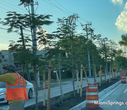 New Royal Poinciana Trees on Royal Poinciana Boulevard