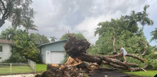 Storm Knocks Down Trees, Creates a Traffic Mess