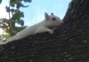 Rare Albino Squirrel Sighting Delights Miami Springs Residents