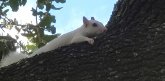 Rare Albino Squirrel Sighting Delights Miami Springs Residents