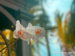 Spring Time is Almost Here Orchids Blooming in Miami Springs
