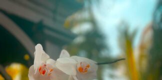 Spring Time is Almost Here Orchids Blooming in Miami Springs