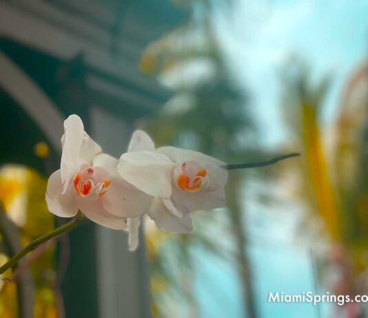 Spring Time is Almost Here Orchids Blooming in Miami Springs