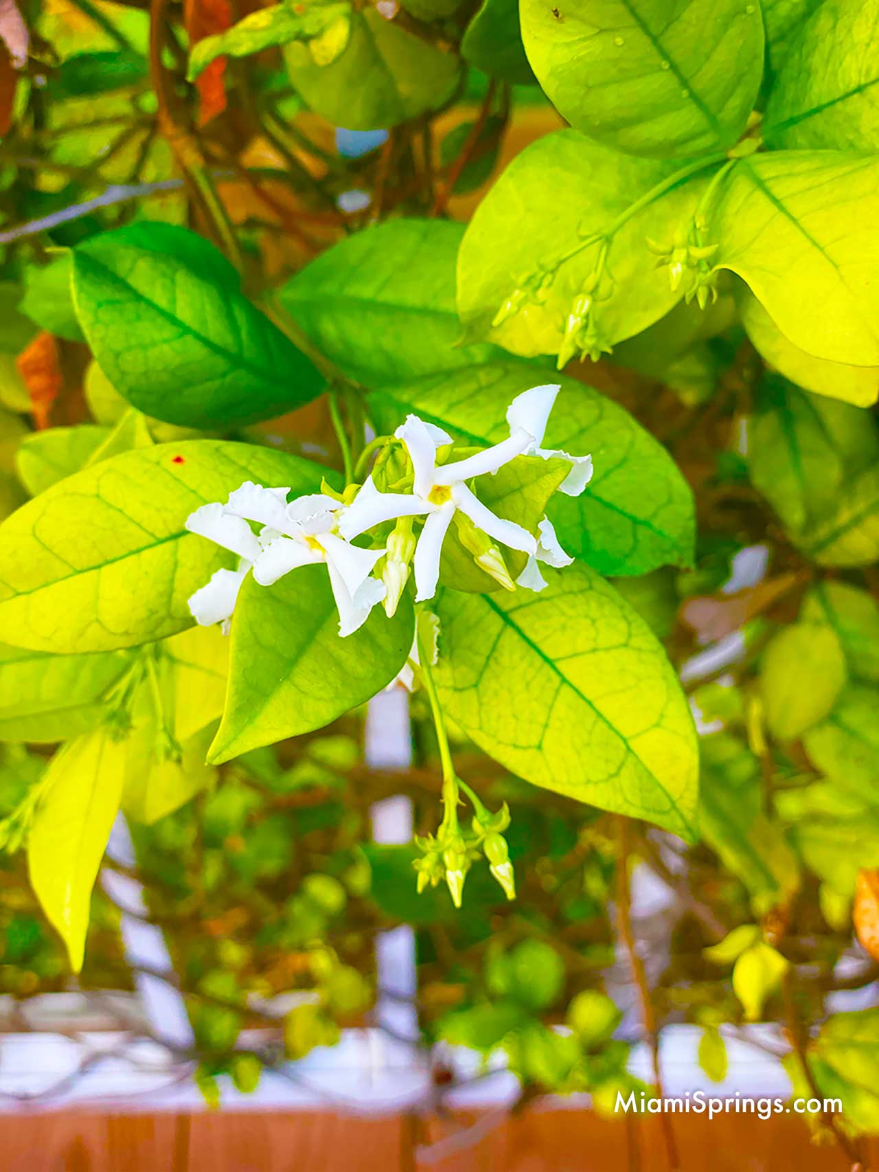 Jasmine Flowers in Miami Springs