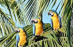 Don’t Swear Within Earshot of the Parrots, Please!