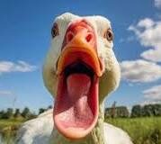 Should We Learn To Live With Our Invasive Species?