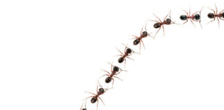 The Evolution Of Numbers. What’s a Quadrillion?