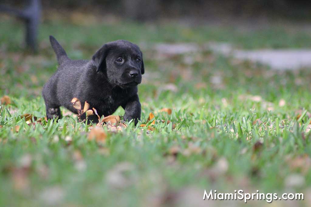 Little Black Lab Puppy