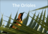 Hidden Gems of Miami Springs by Roberto Sanchez Orioles by Roberto Sanchez