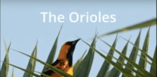 Hidden Gems of Miami Springs by Roberto Sanchez Orioles by Roberto Sanchez