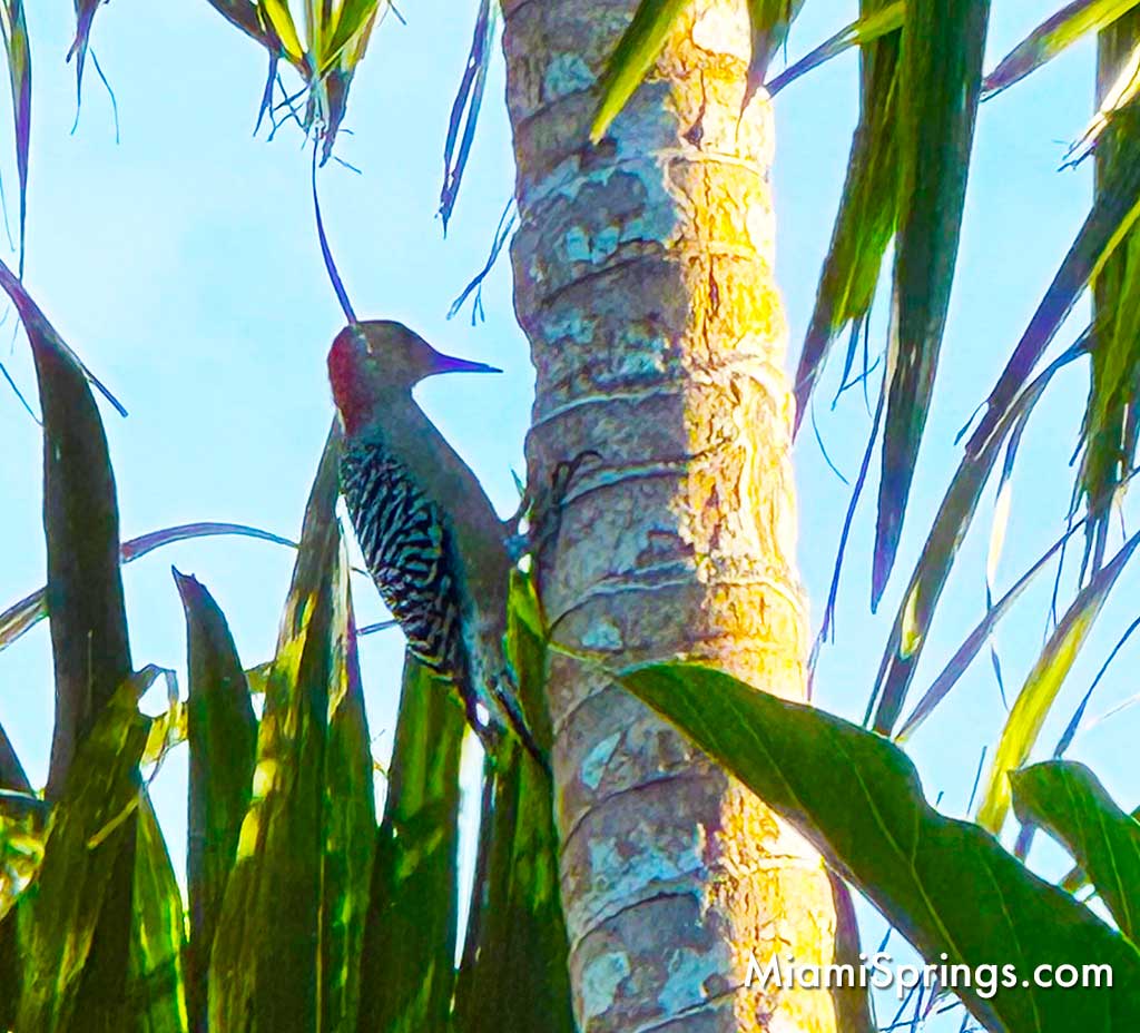 Red-bellied Woodpecker in Miami Springs