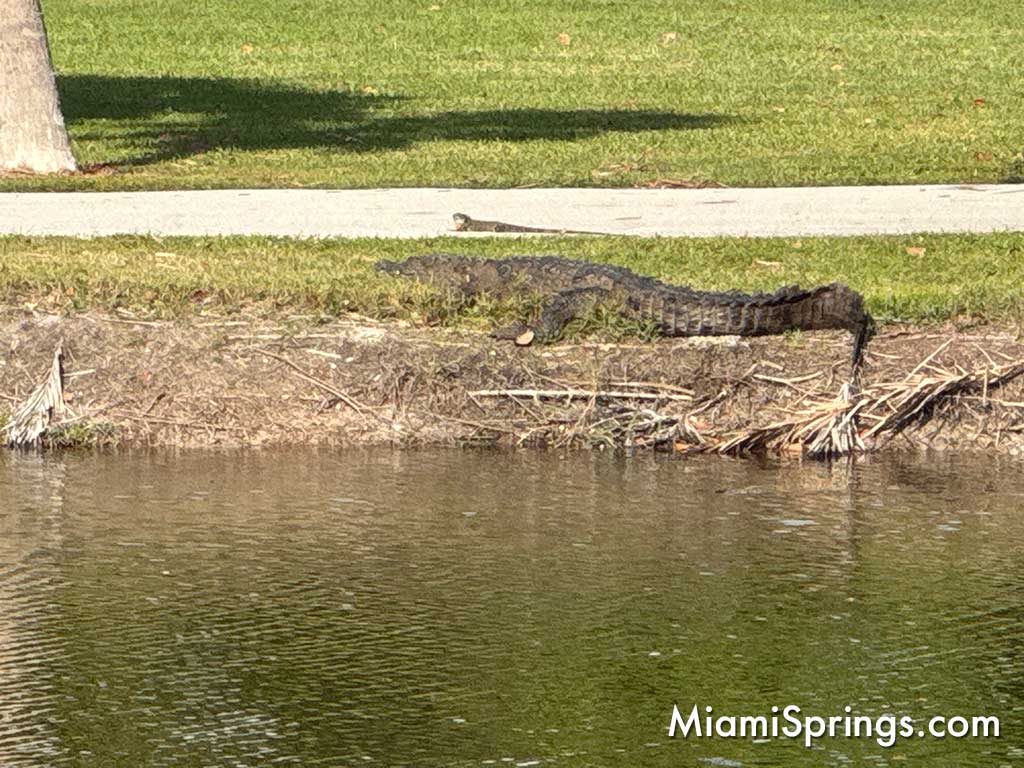 American Crocodile at Key Biscayne's Crandon Park