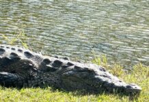 Can you identify this Floridian? American Crocodile at Key Biscayne's Crandon Park