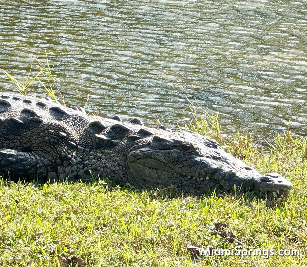 American Crocodile at Key Biscayne's Crandon Park